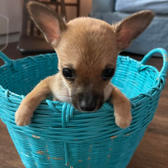 Meet your Posher, Stacie - Picture 1 of 1